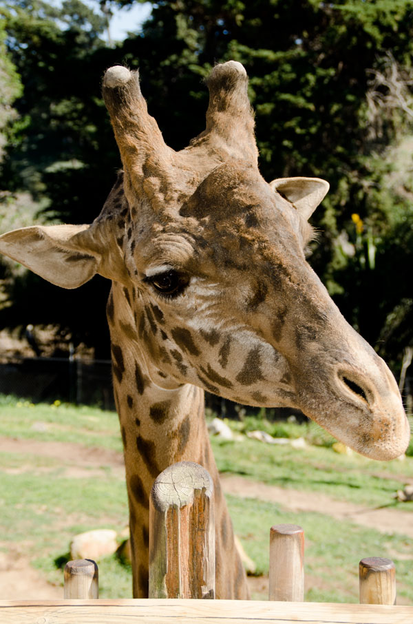Giraffe-up-close