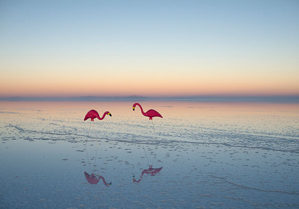 flamingos