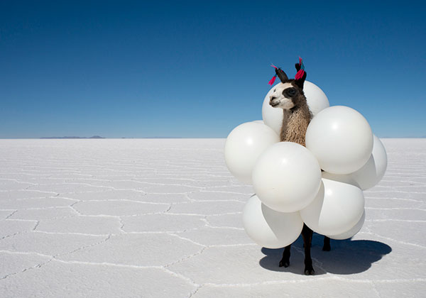 llama-white-balloons