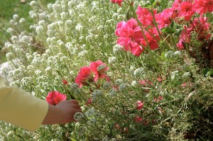 Coco's flowers